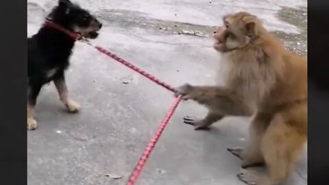 Funny and Cute Monkey Videos Compilation 2022 - Monkey Videos