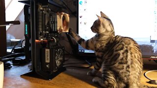 Cat Plays With CPU Cooler
