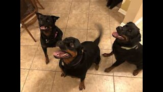 Rottweilers reunite with owner after 3 months apart