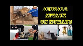 Animals vs Humans _ Animals Attack _ Humans _ Funny Animals