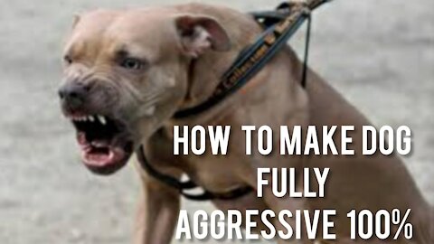 Make Dog Fully Aggressive With Few Simple Tips