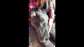 Rescued cow snuggling with her caretaker