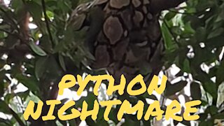 Python Nightmare