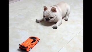 Funny animal pets playing with toys