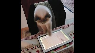 Cat catching mouse while playing tablet game