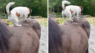 Helpful pup loves to scratch horse's back