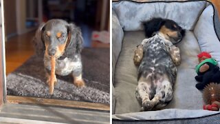 Adorable Dachshund puppy will steal your heart