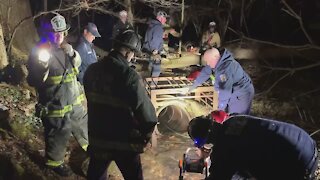 Labrador rescued from storm drain