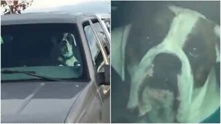 Dog lays on car horn to get attention!