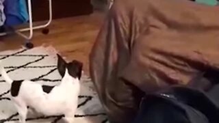 Adorable Puppy Struggles To Jump On Couch In Cutest Possible Way