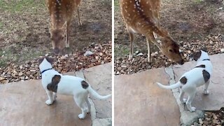 Puppy meets deer for the first time in heartwarming video