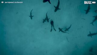 Dykker ligger på havbunnen omgitt av haier