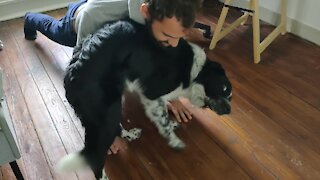 Overly-attached dog prevents owner from doing his pushups