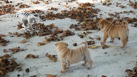 Shar Pei puppies confused by robot dinosaur