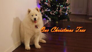 Christmas tree/Samoyed/Smiling Dog Senba