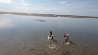 Little Doggy swims for Ball ahead of older Sister for the 1st Time !