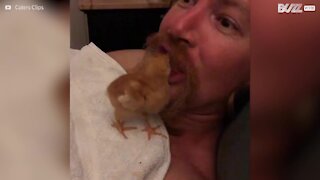 Curious chick goes into man's mouth