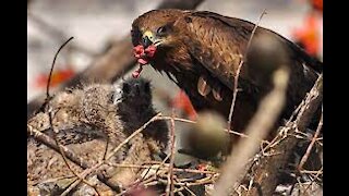Black Kite eating a bird