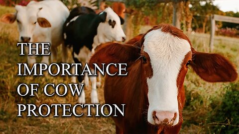 The Importance of Cow Protection