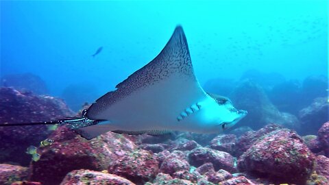 Three species of sting ray curiously investigate scuba divers