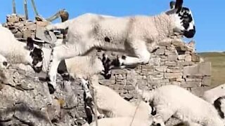 Adorable lambs jump over wall in slow-motion