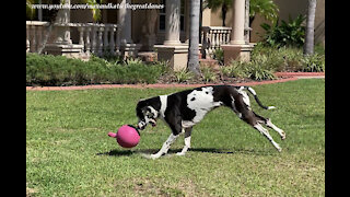 Galloping Great Dane Loves Playing With His Jolly Ball Horse Toy