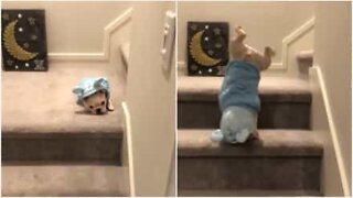 French bulldog puppy does handstands going down the stairs