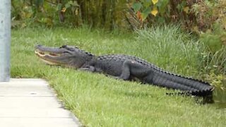 Giant crocodile spotted sunbathing in Florida