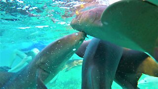 Swimmer accidentally gets caught in shark chum feeding frenzy
