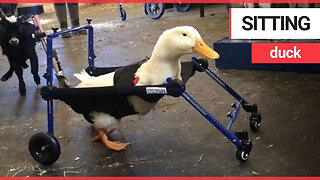 Disabled duck takes its first steps thanks to a nifty wheelchair