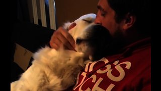 Sweet Doggy Doesn't Want Owner To Stop Scratching Him