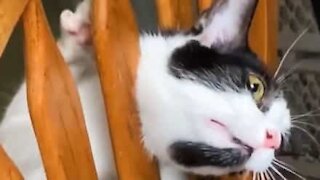 Playful cat gets head stuck in chair