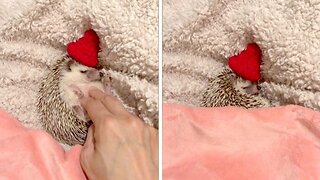Sleepy hedgehog gets tucked in for bedtime