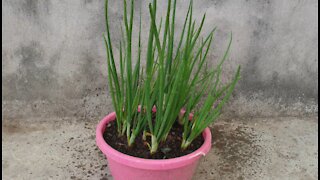 How to grow green onion in small plastic pot