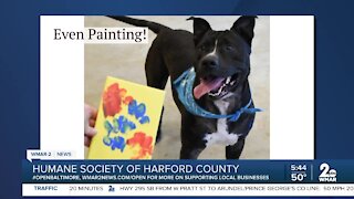 Thor the dog is up for adoption at the Humane Society of Harford County