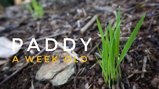 Typical Monday Of A Farmer | A Week Old PADDY