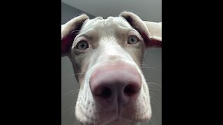 Hilarious Weimaraner is ready for your video call