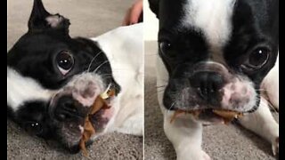 Dog hides himself under lots of blankets after being told he can't sleep in owners bed.