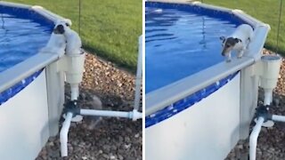 Clever puppy uses filter to exit swimming pool