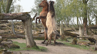 Epic power meeting between two wild Konik horses