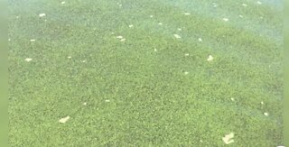 More toxic algae bloom found in Lake Okeechobee