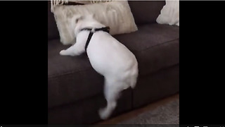 Bulldog Hilariously Fails At Jumping Onto The Couch