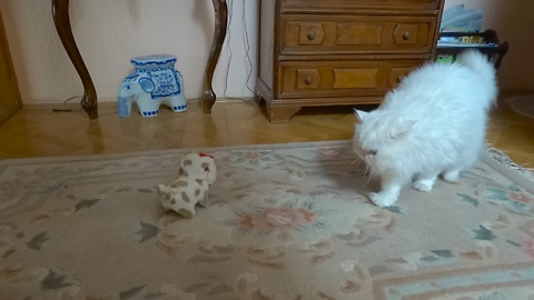 Snowflake the Cat meets a new friend - the robot puppy!