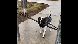 Dog carrying a giant stick knows that where there's a will there's a way