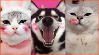 Cute Dogs Cats Doing Funny Things 2021 Very Funny