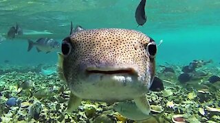 Adorable puffer fish in can't resist this swimmer's camera