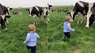 Adorable baby play with cows
