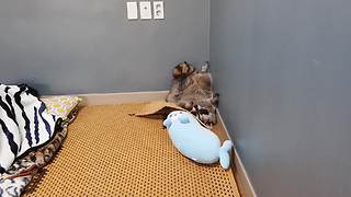 Goofy raccoon decides to sleep upside down