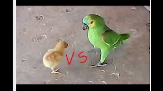The chick fought with the parrot