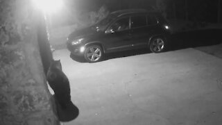 Security camera catches bear breaking into car